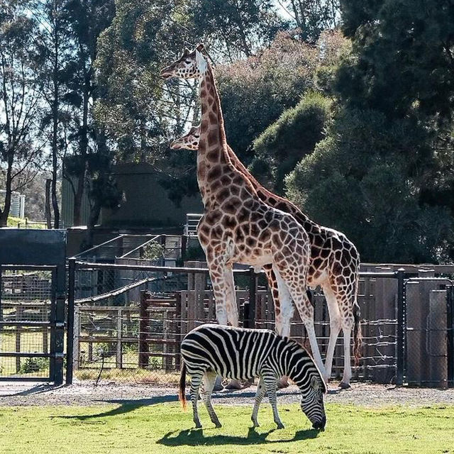 Wild Encounters: A Day at Melbourne Wildlife Park 