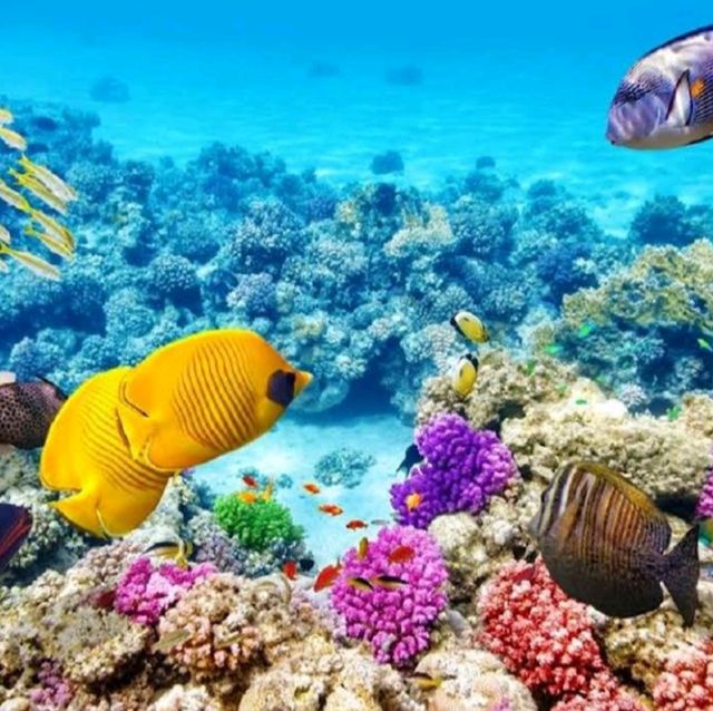 Great Barrier Reef