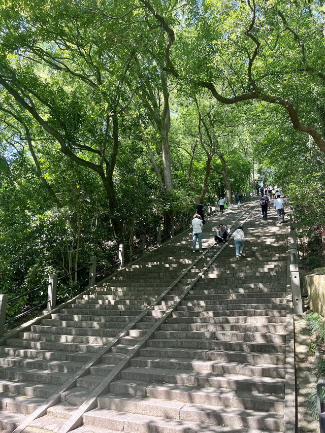 上海一日徒步丨佘山森林公園吸氧去班味