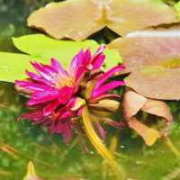 夏日當然要來廣州蓮花山賞蓮花啦