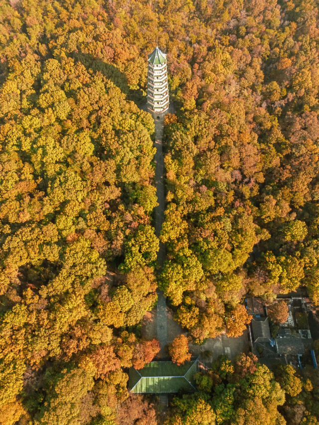 我宣布真的沒有城市比南京更懂得秋天了。