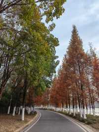 湖北襄陽月亮灣公園｜晚秋賞紅杉的高光時刻。