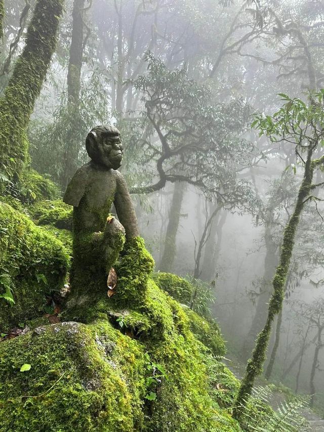 哀牢山，位於中國雲南省中部，是一處自然與文化交融的寶地。