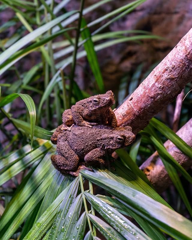 塔爾薩動物園：精彩的野生動物探險之旅 