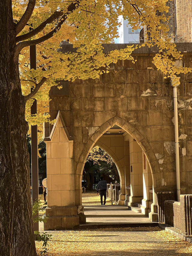 知識與季節的邂逅：東京大學與文藝東京