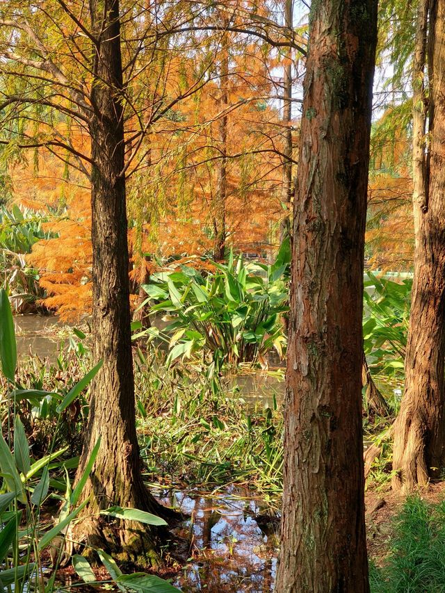 重慶觀音塘濕地公園