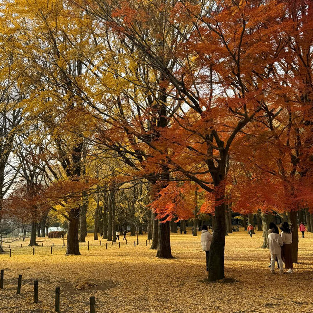 去京都，唔使擔心睇唔到紅葉！