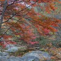 秋天韓國內藏山賞楓