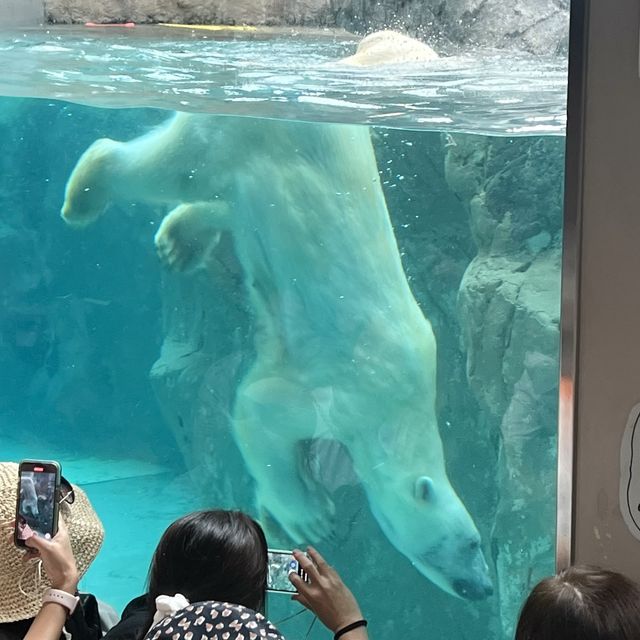 初北海道 旭山動物園へ🐻‍❄️