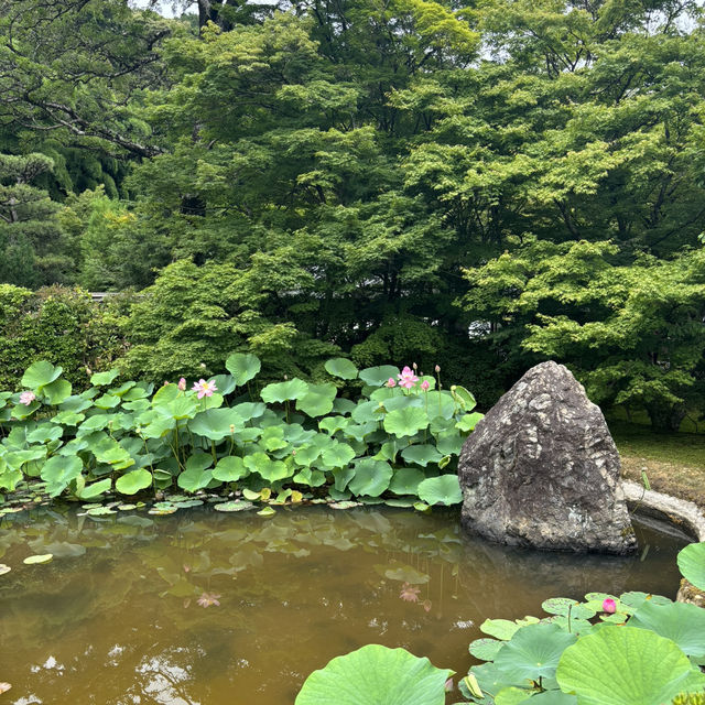 【苔寺】千年歷史，1-1.5小時遊覽