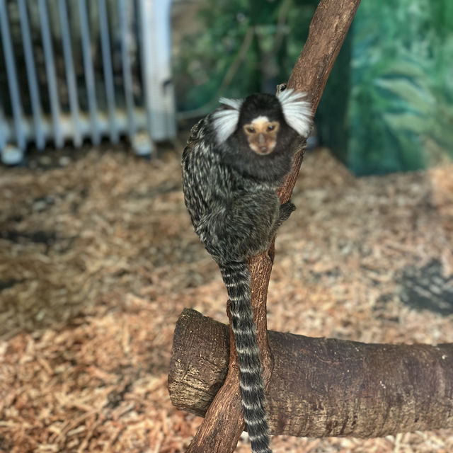 全自助式的動物園