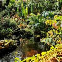 Exploring the Wonders of Cloud Forest