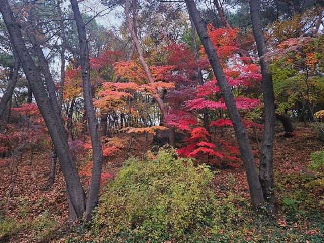 A nice trail of autumn foliage at Namsan Park trail