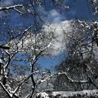 A White Wonderland: N Seoul Tower in the Snow