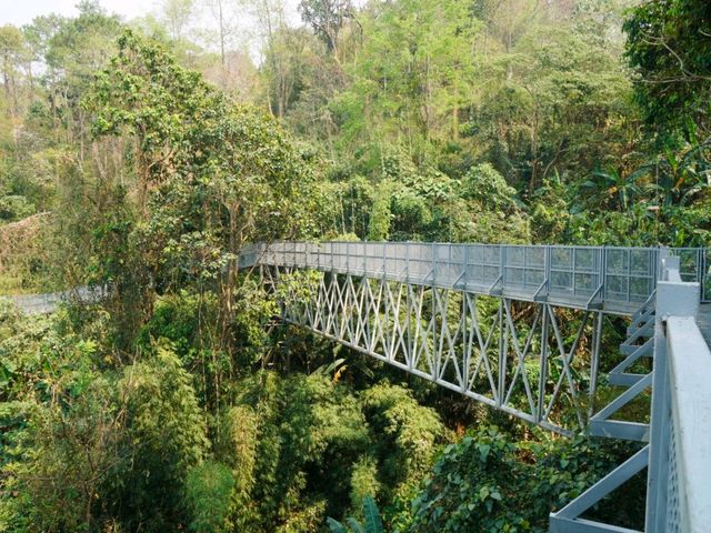 The Canopy Walks ทางเดินเหนือเรือนยอดไม้เชียงใหม่