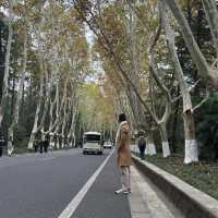 Beautiful Wutong Avenue in Nanjing