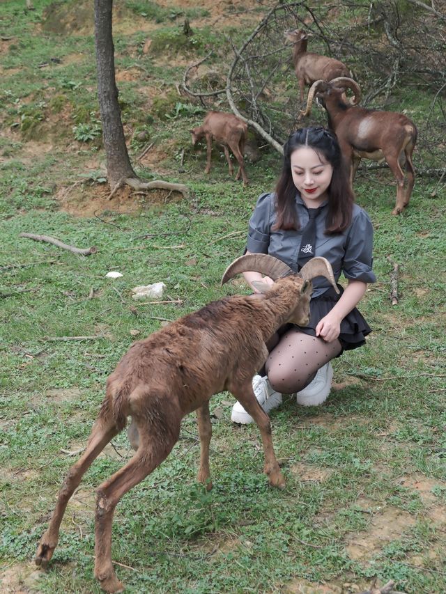 在雲南野生動物園拍到人生照片，真的不是非洲