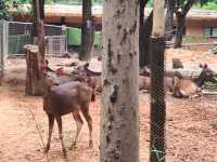 廣州動物園一遊。