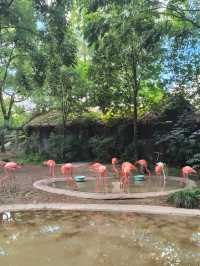 天氣正好，遛娃好去處——上海動物園。