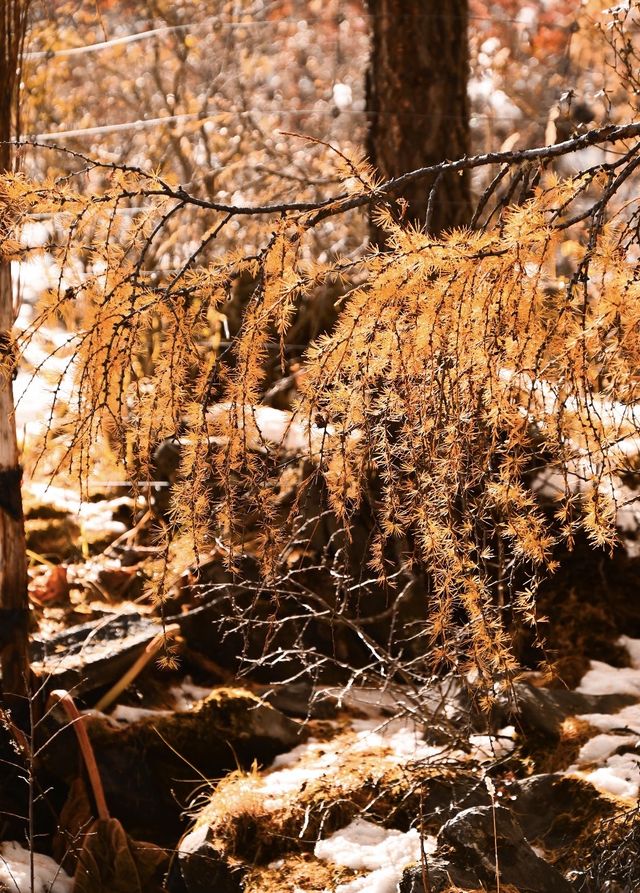 永遠會為川西的秋天心動，邂逅金川絕美秋景。