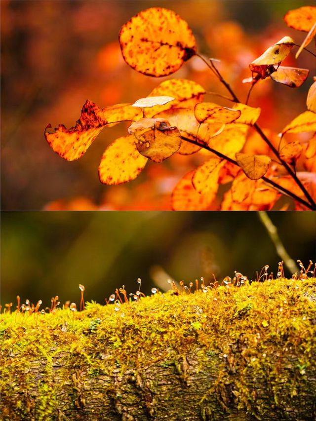 西安‖藍田雲台山紅葉正當時。