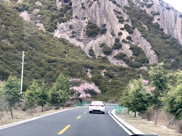 314川藏線波密桃花溝。