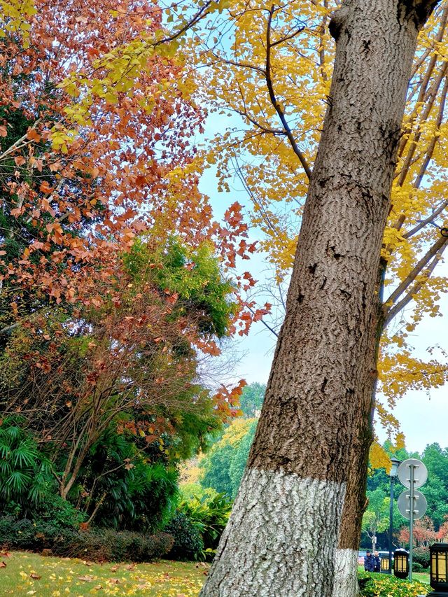 重慶觀音塘濕地公園