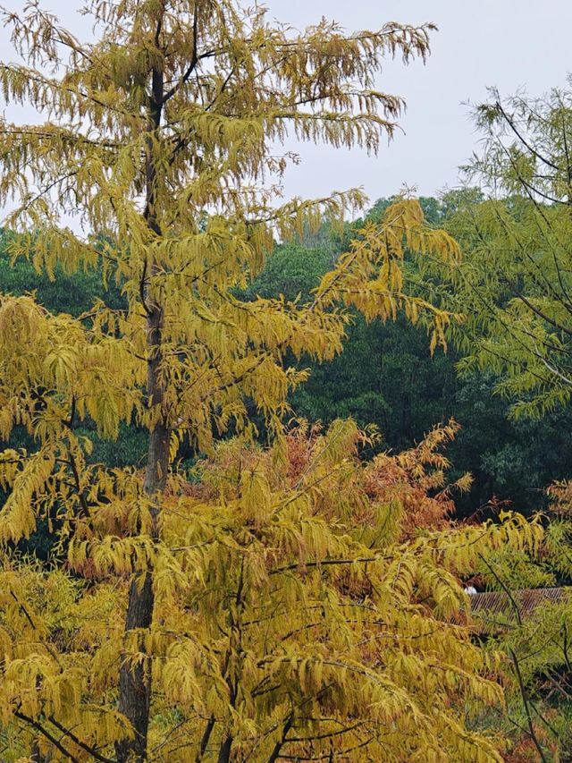 曲徑通幽處？ 九圍濕地公園