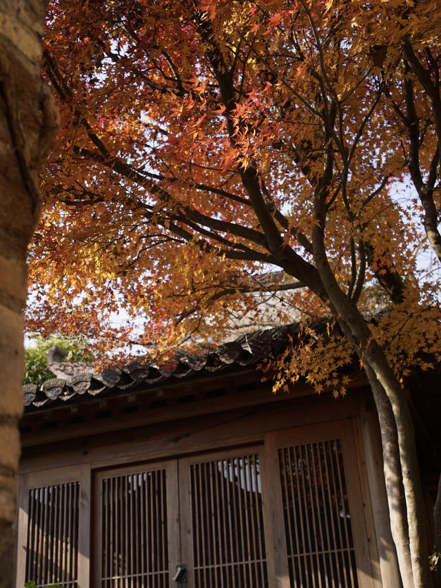 黃山民宿｜來蔓園一起遊漁燈，迎新年