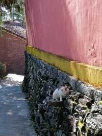 徒步鳳山古剎丨爬山偶然發現的深山古寺