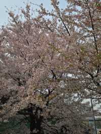 「首爾春天賞櫻好去處」- 安養川櫻花散步道，春日浪漫