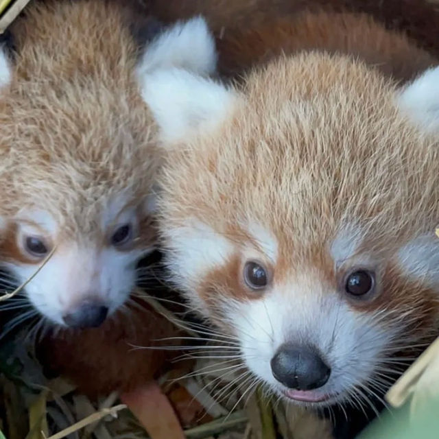 【吉隆坡】馬來西亞國家動物園～迷人野生動物