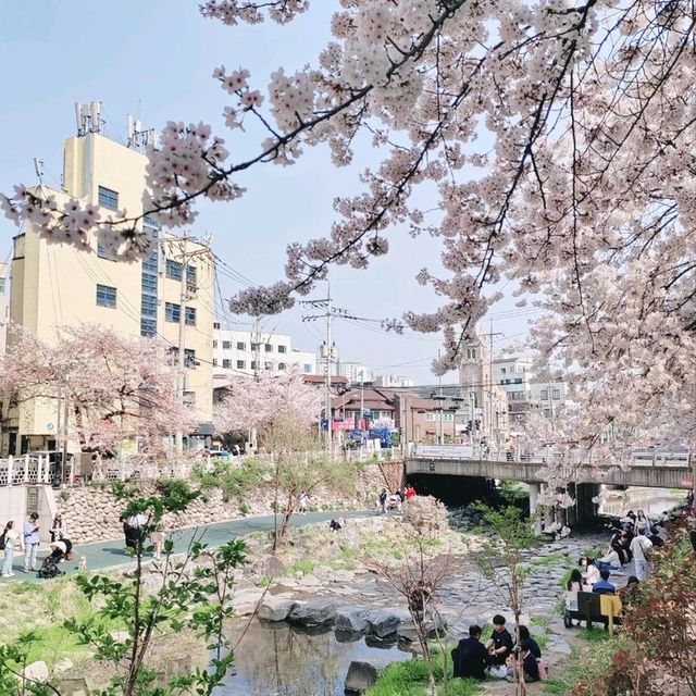 Best Cherry Blossam spots in South Korea 🌸🇰🇷