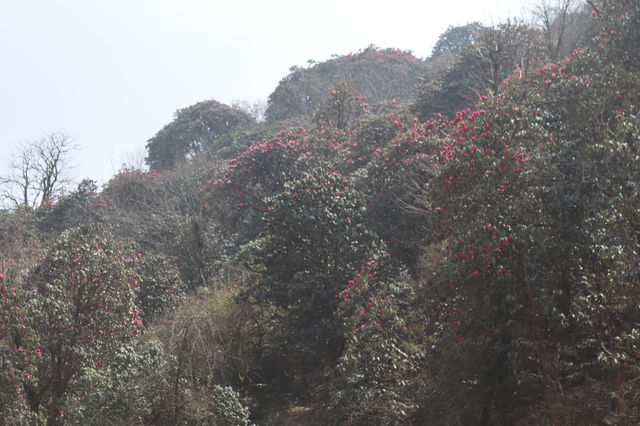 Annapurna Base Camp Trek