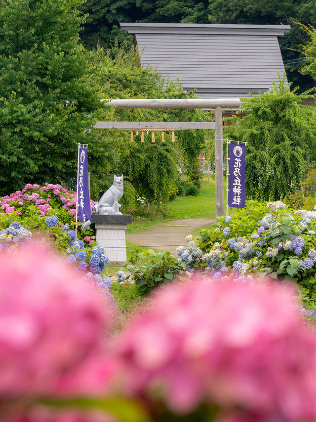 🐶もOK👌関西最大級の紫陽花が咲き乱れる 77000株の絶景 「かざはやの里」