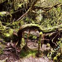 "Discovering the Mystical Mossy Forest: Cameron Highlands, Pahang"