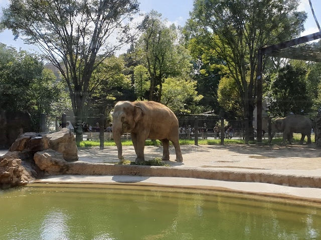 【東京】上野動物園🐘