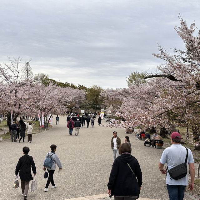 Sakura Magic at Himeji Castle