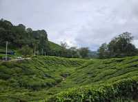 A lush green Tea Farms at Cameron Highlands, Sungai Palas by BOH