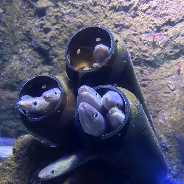 仙台景點｜冬季限定東北企鵝大暴走—仙台海洋森林水族館