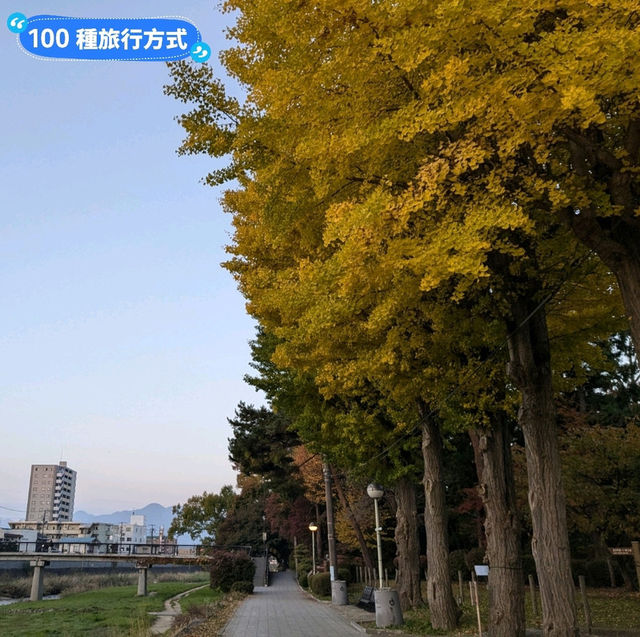 金黃漫紅，日本東北賞銀杏景點分享