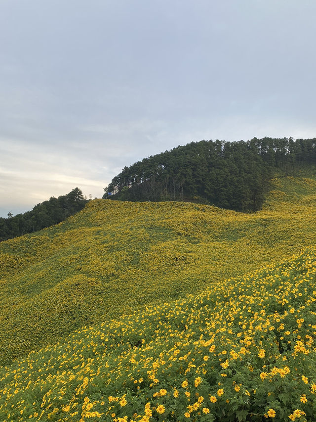 ทุ่งดอกบัวตอง | แม่ฮ่องสอน ⛰️🌼🌿🌳