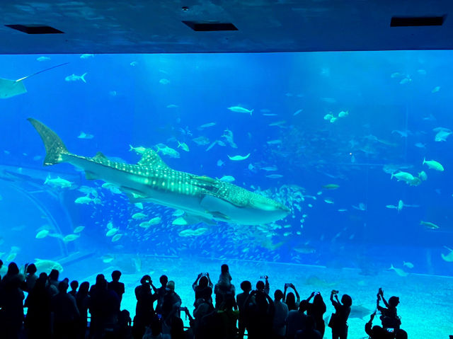 【沖縄🌺】ジンベエザメに会いに美ら海水族館へ𓇼𓆡𓆉𓇼𓆡𓆉