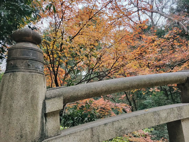 Embrace the Sacred Calm of Meiji Jingu