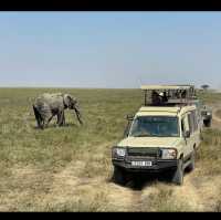 Serengeti national park Tanzania 