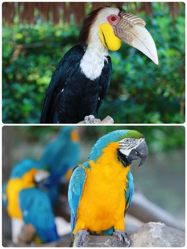 「瘋狂動物城」上海野生動物園走起。