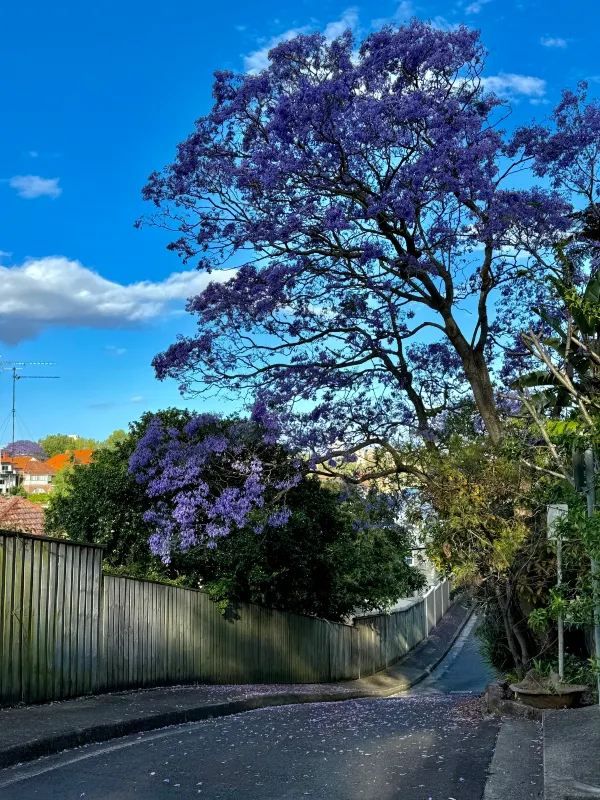 Chasing Jacarandas in Sydney