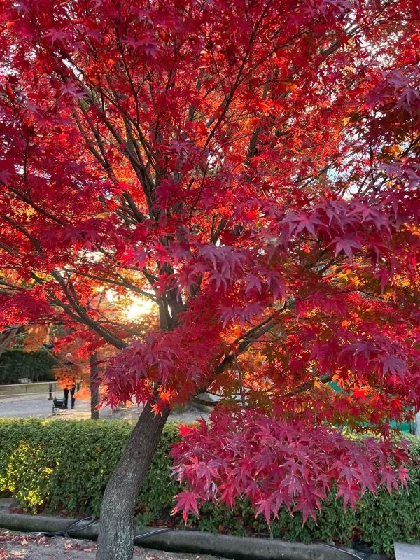 Explore the Stunning Autumn Foliage at Toji Temple in Kyoto!