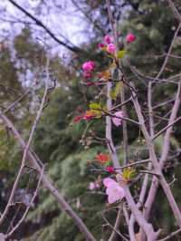 0元打卡蘇州小眾絕美公園秋景。