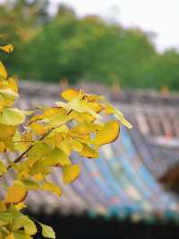 邂逅千年銀杏古樹，附高山寺銀杏遊玩攻略。